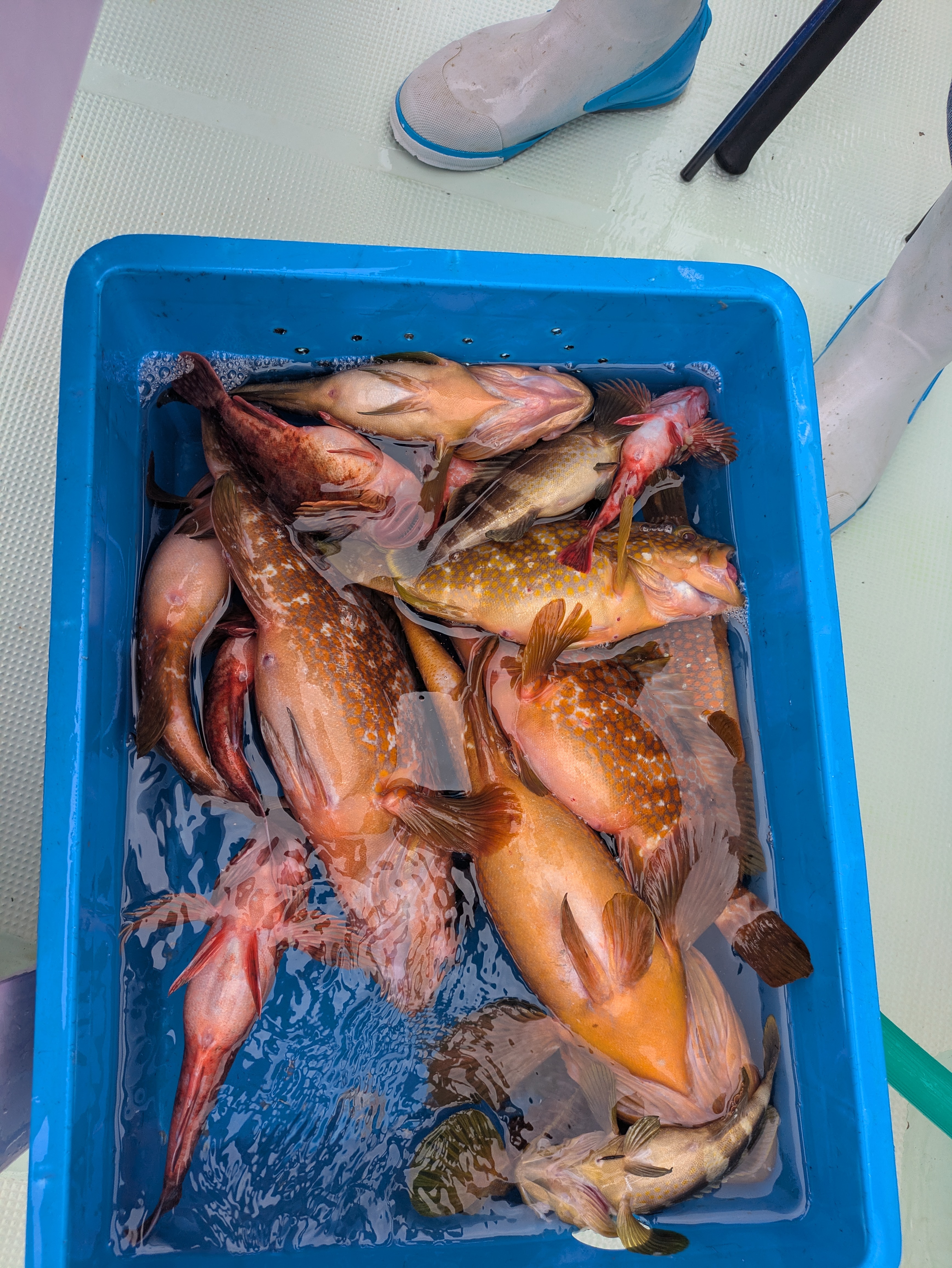 最新釣果情報