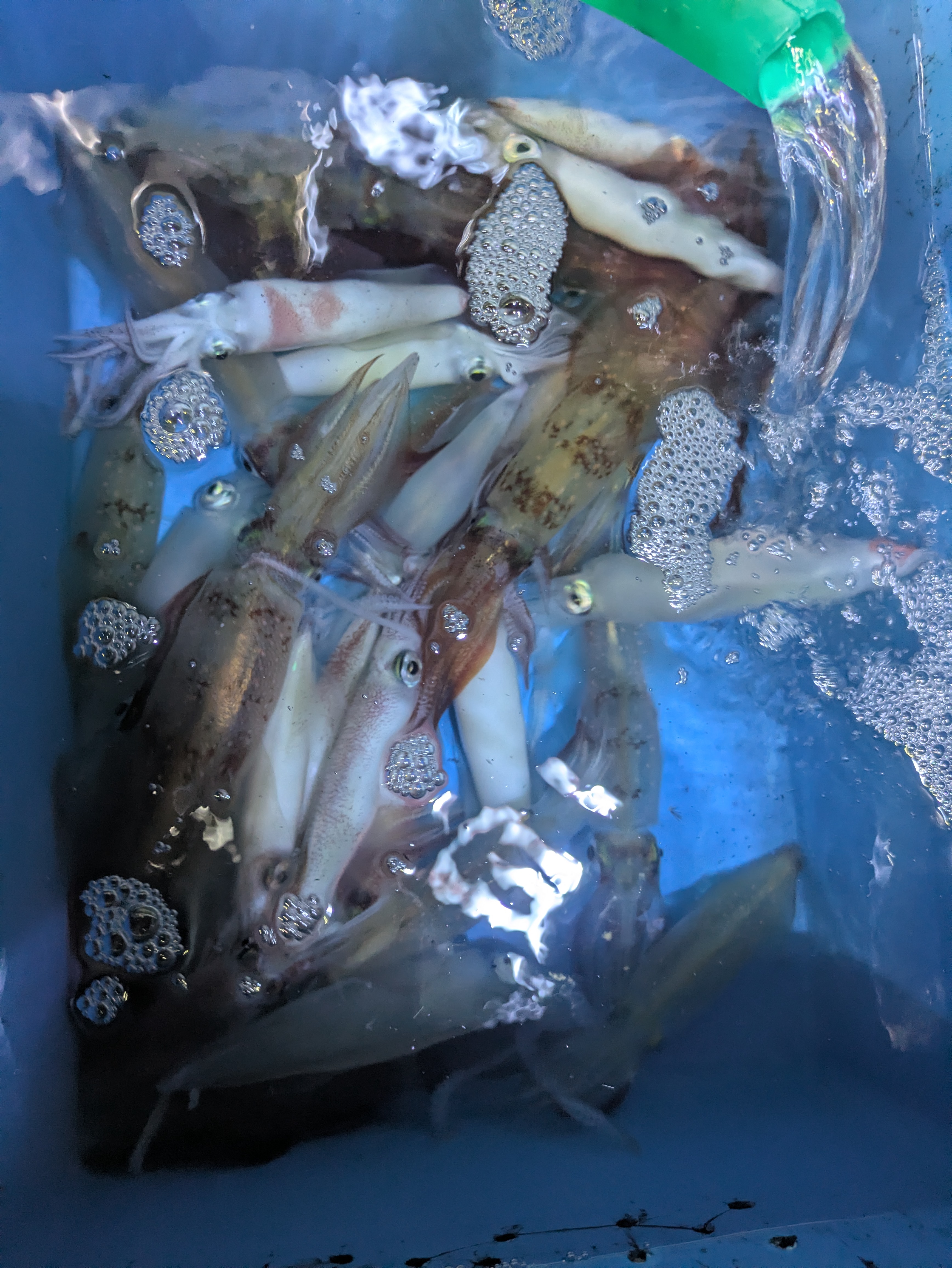 最新釣果情報