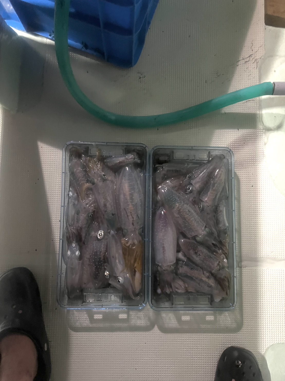 最新釣果情報