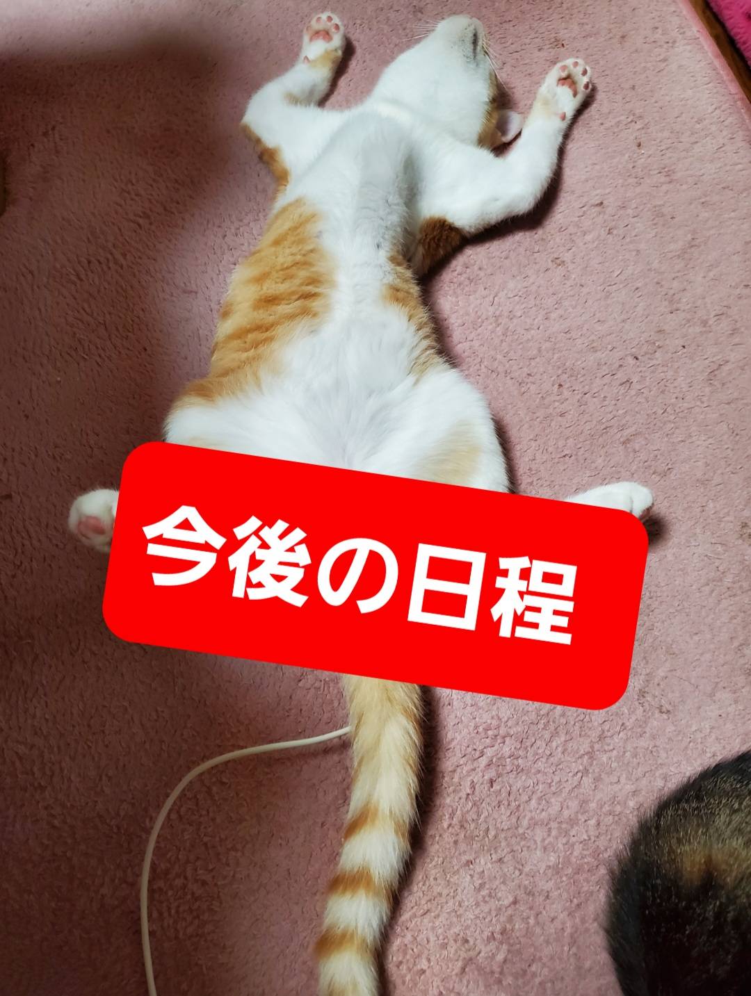 最新釣果情報