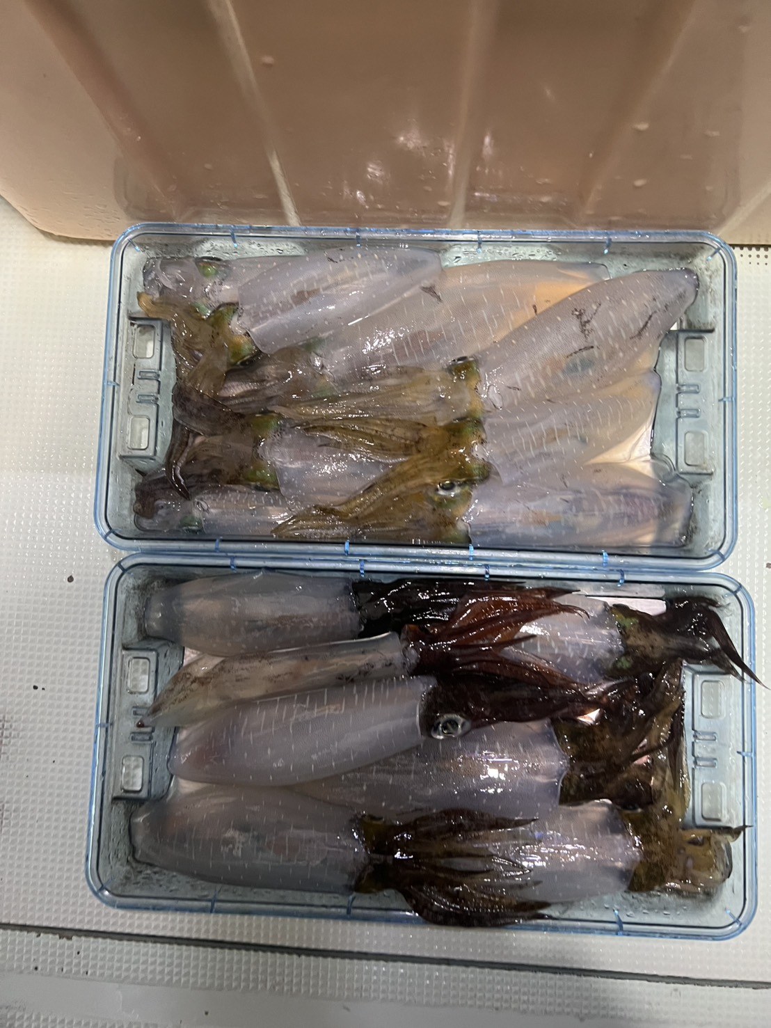 最新釣果情報
