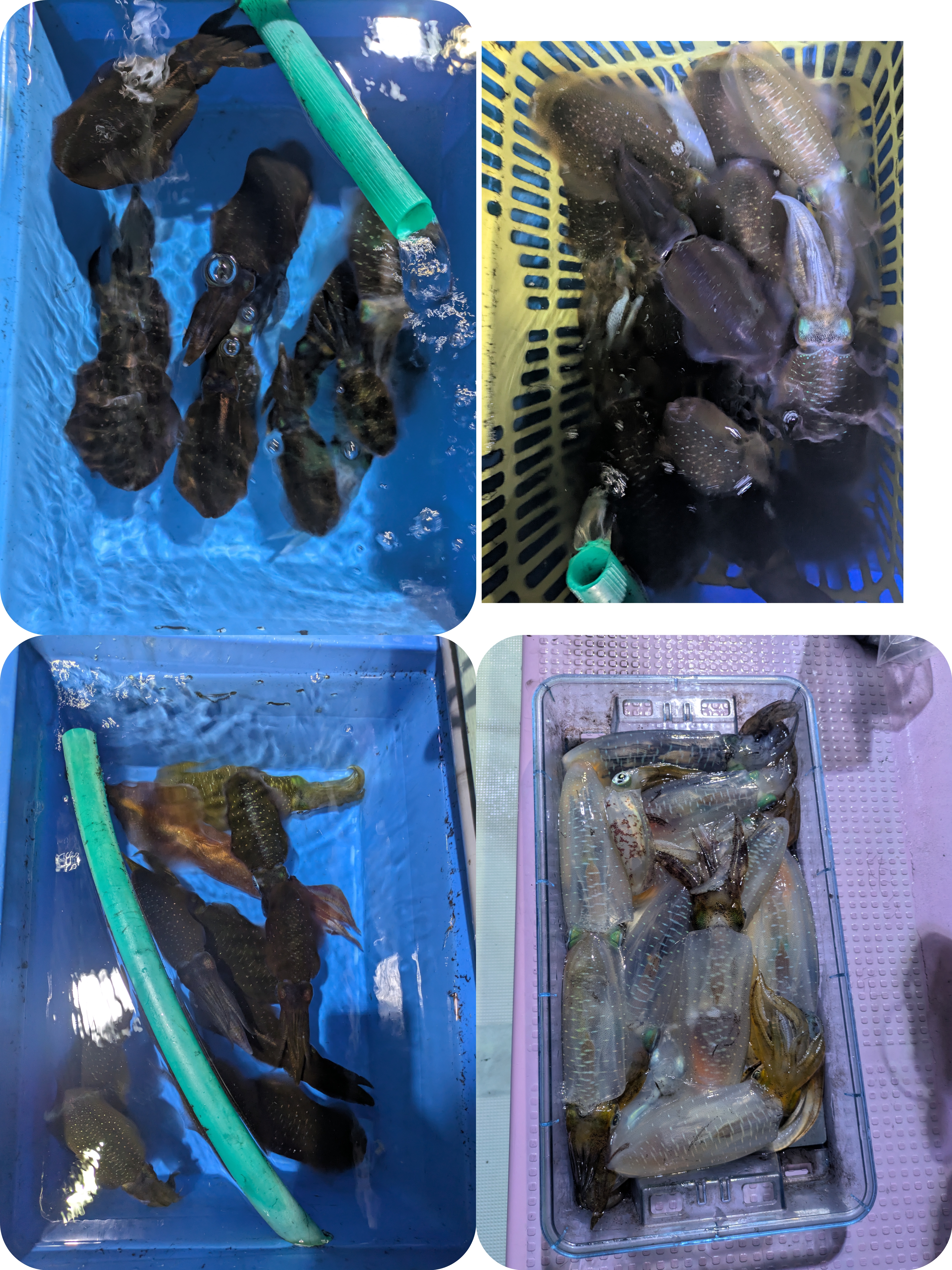最新釣果情報
