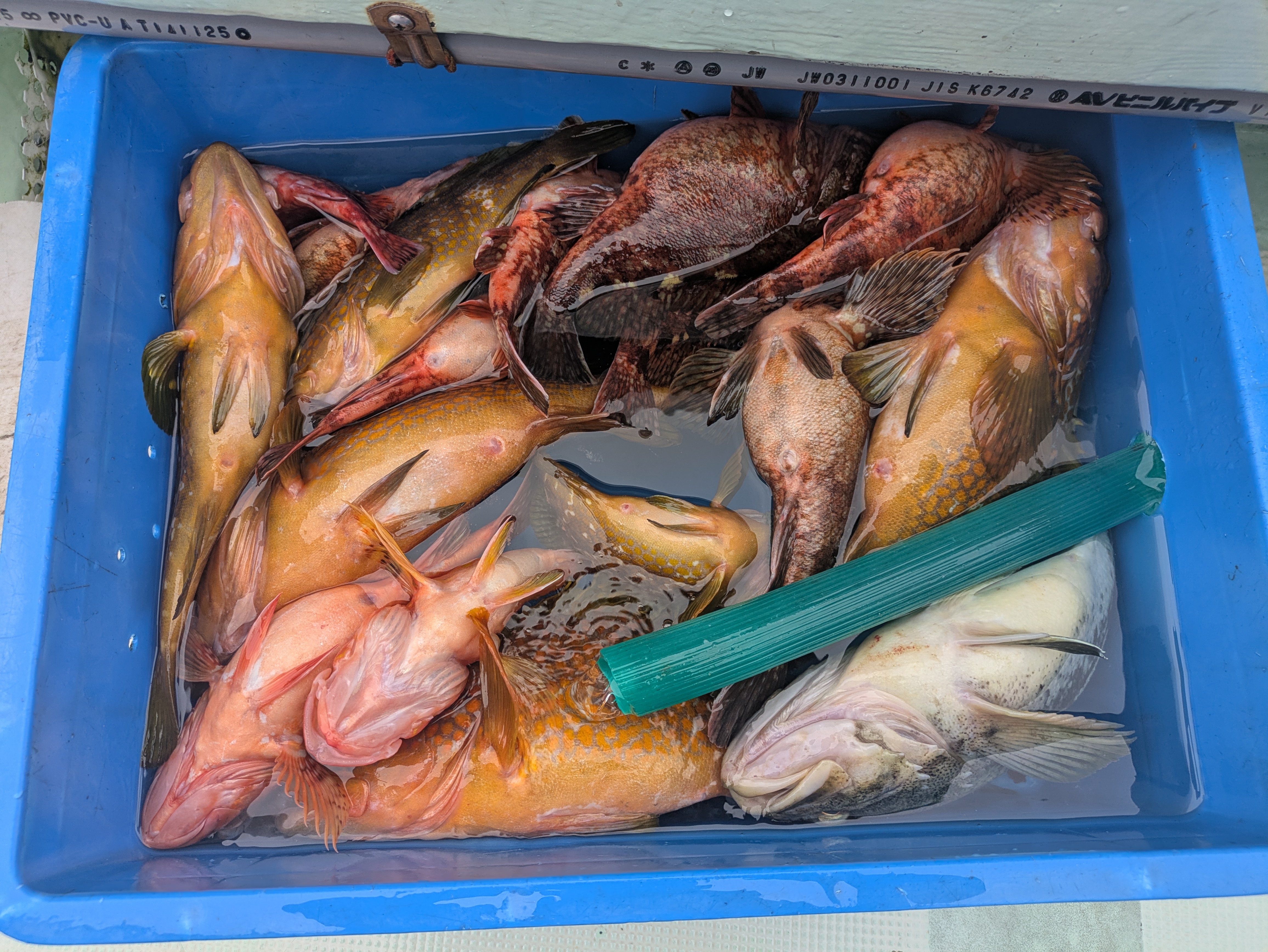 最新釣果情報