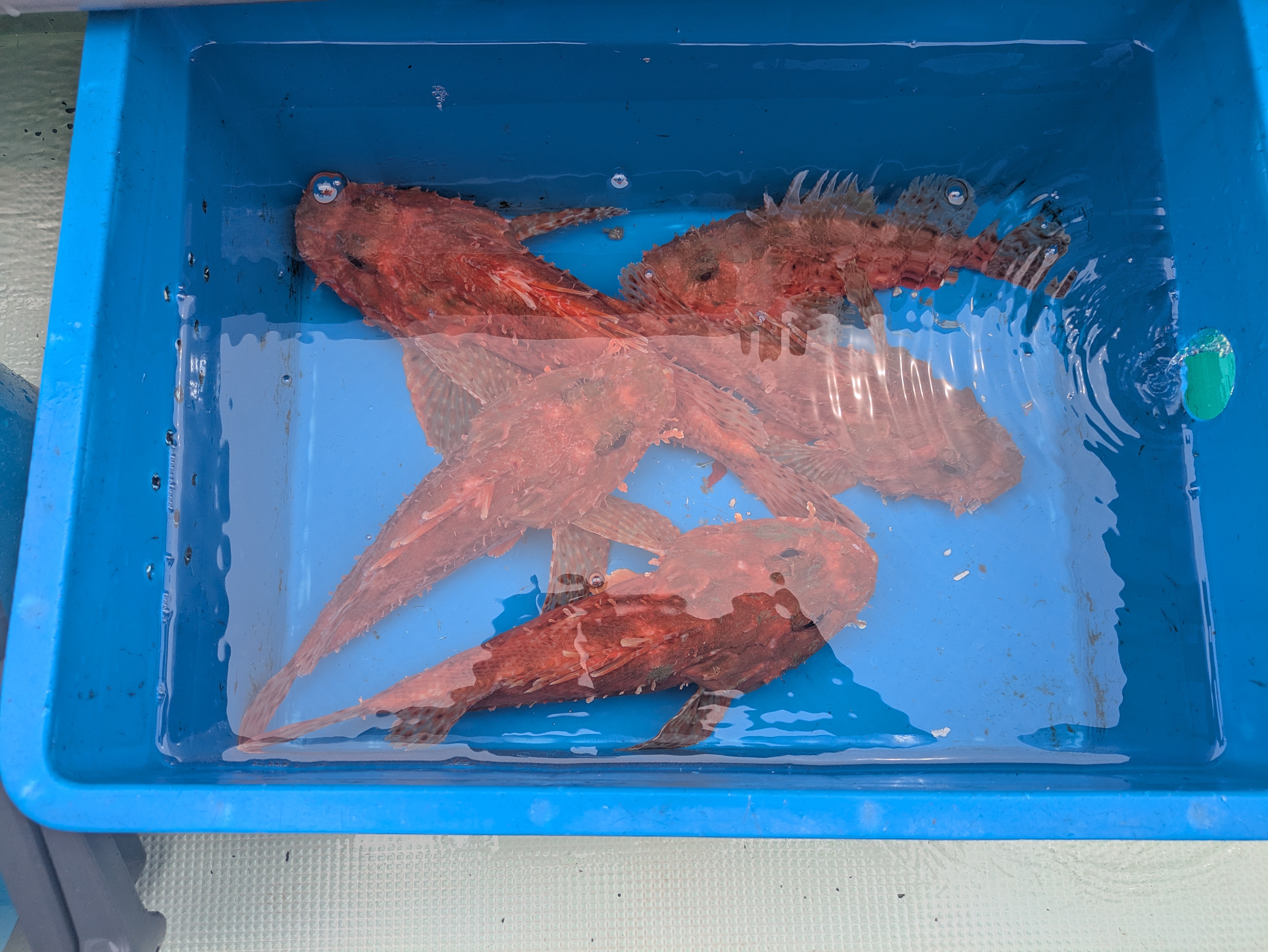 最新釣果情報