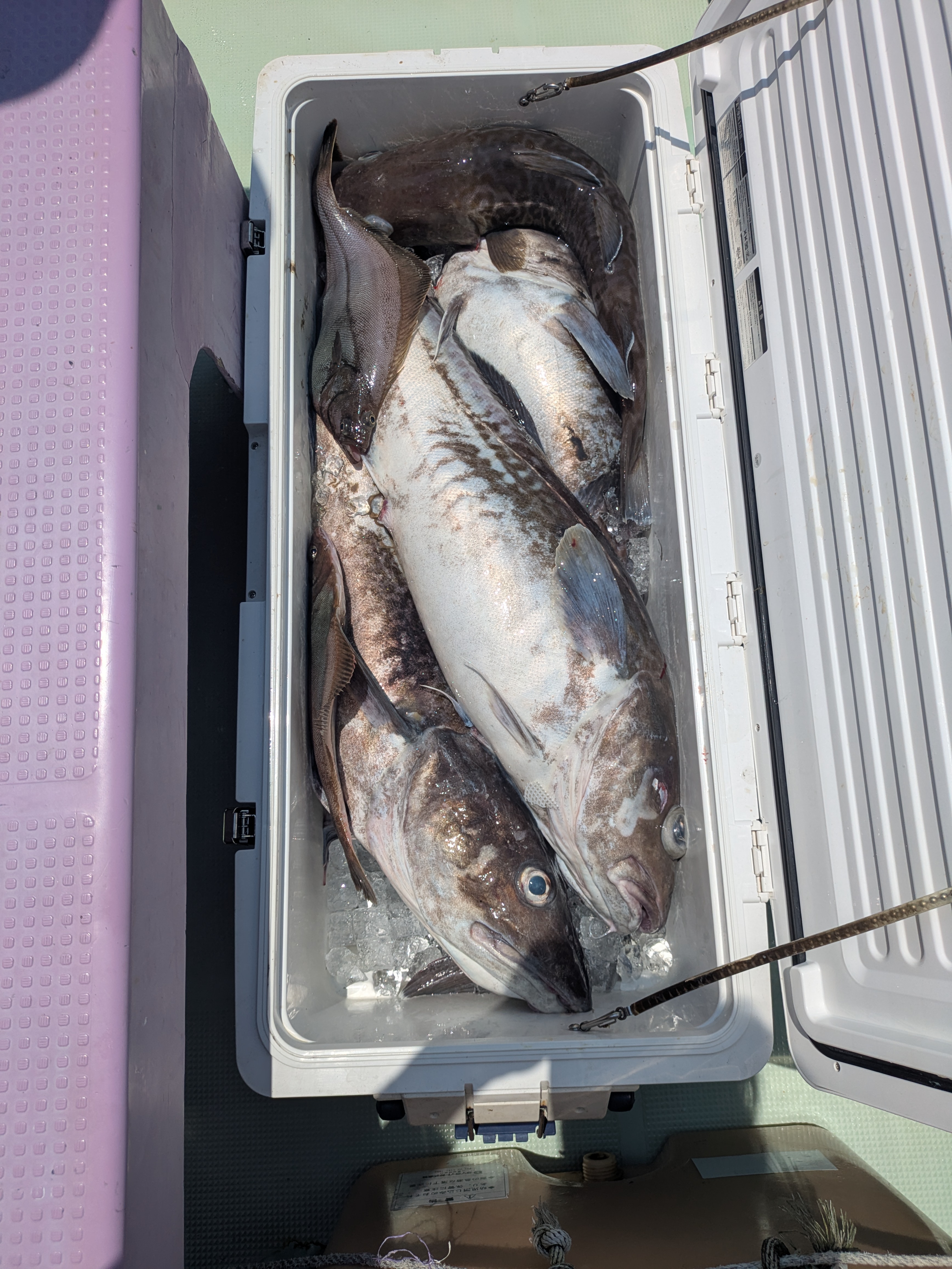 最新釣果情報