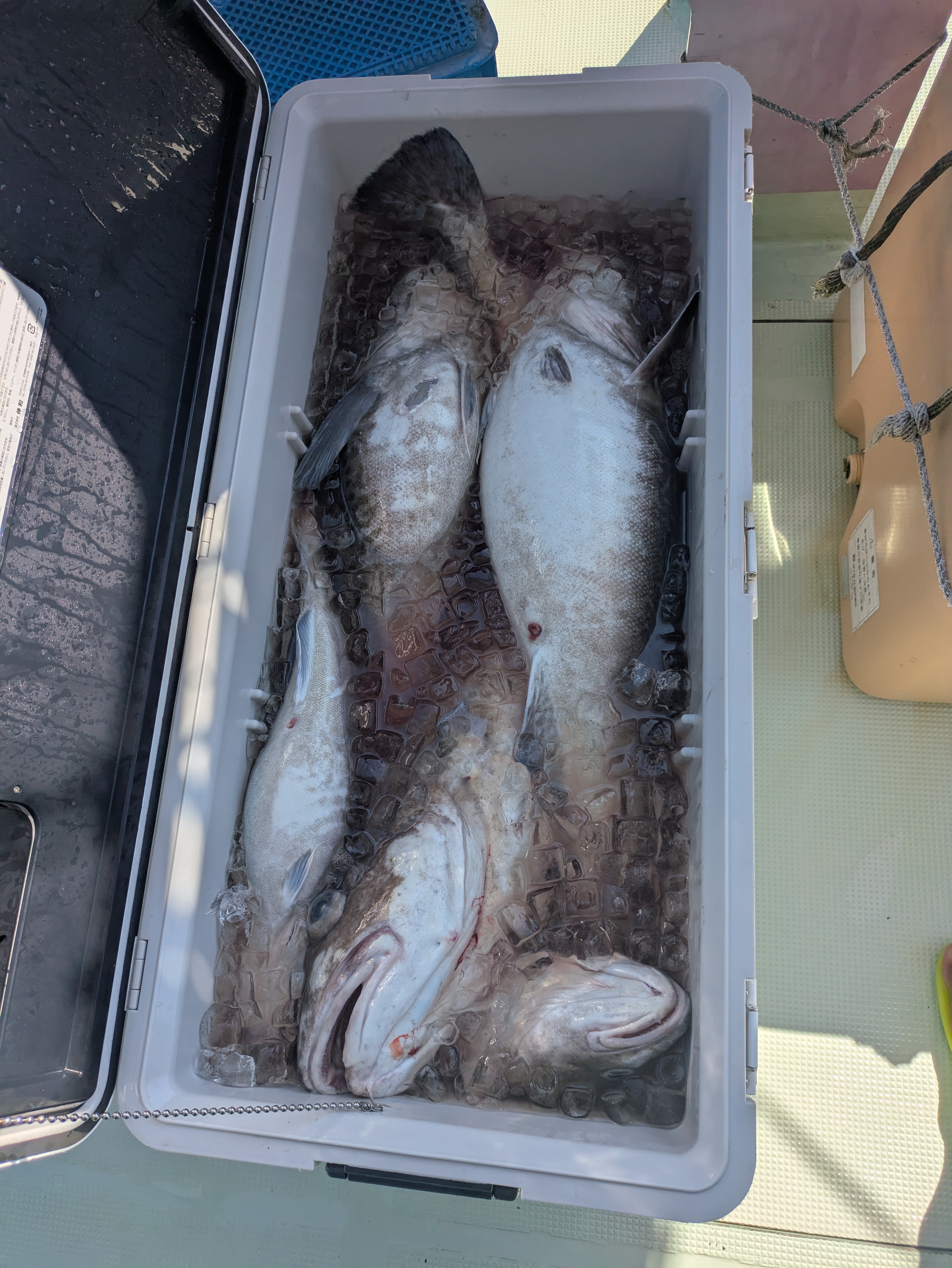最新釣果情報