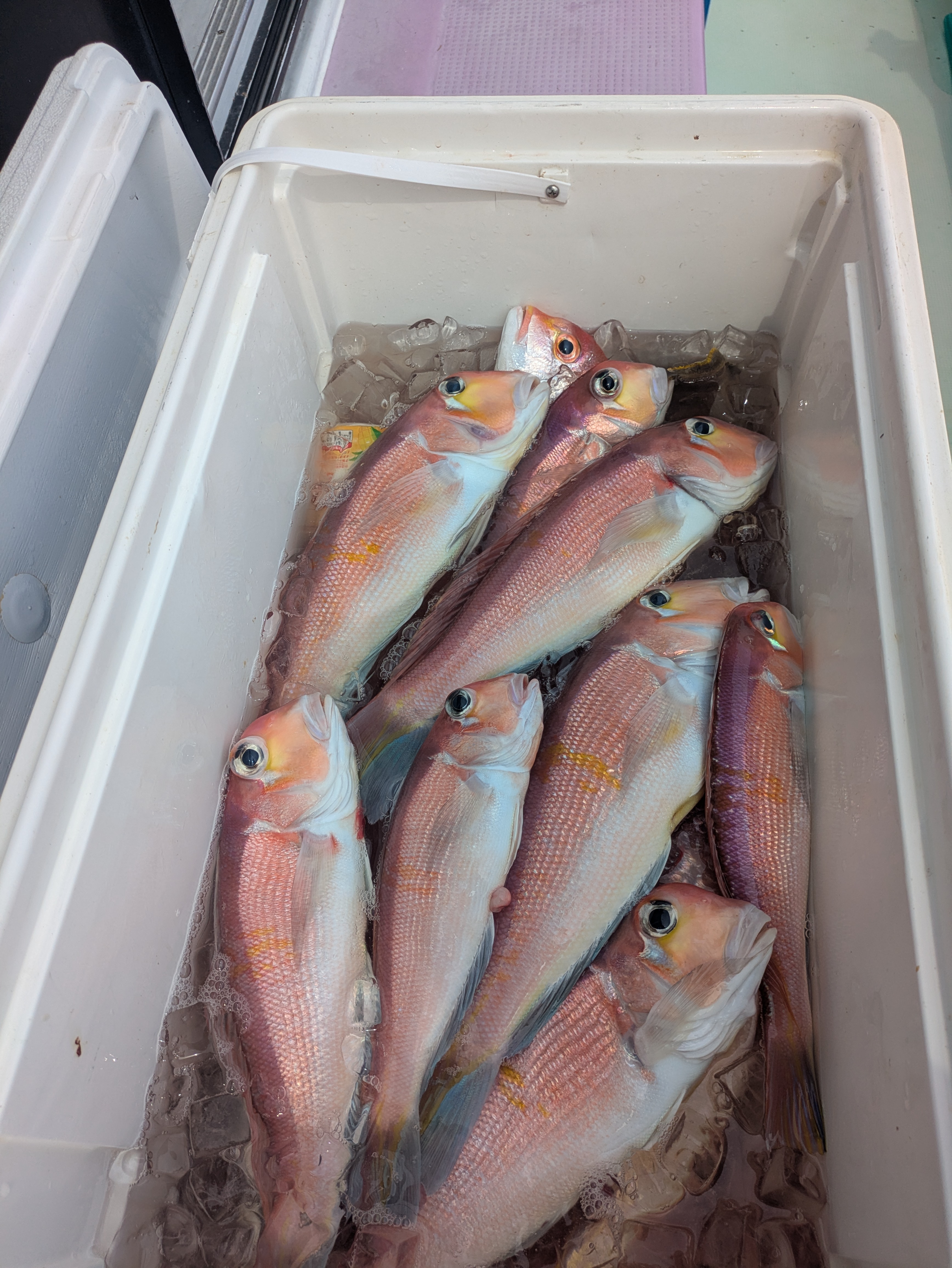 最新釣果情報