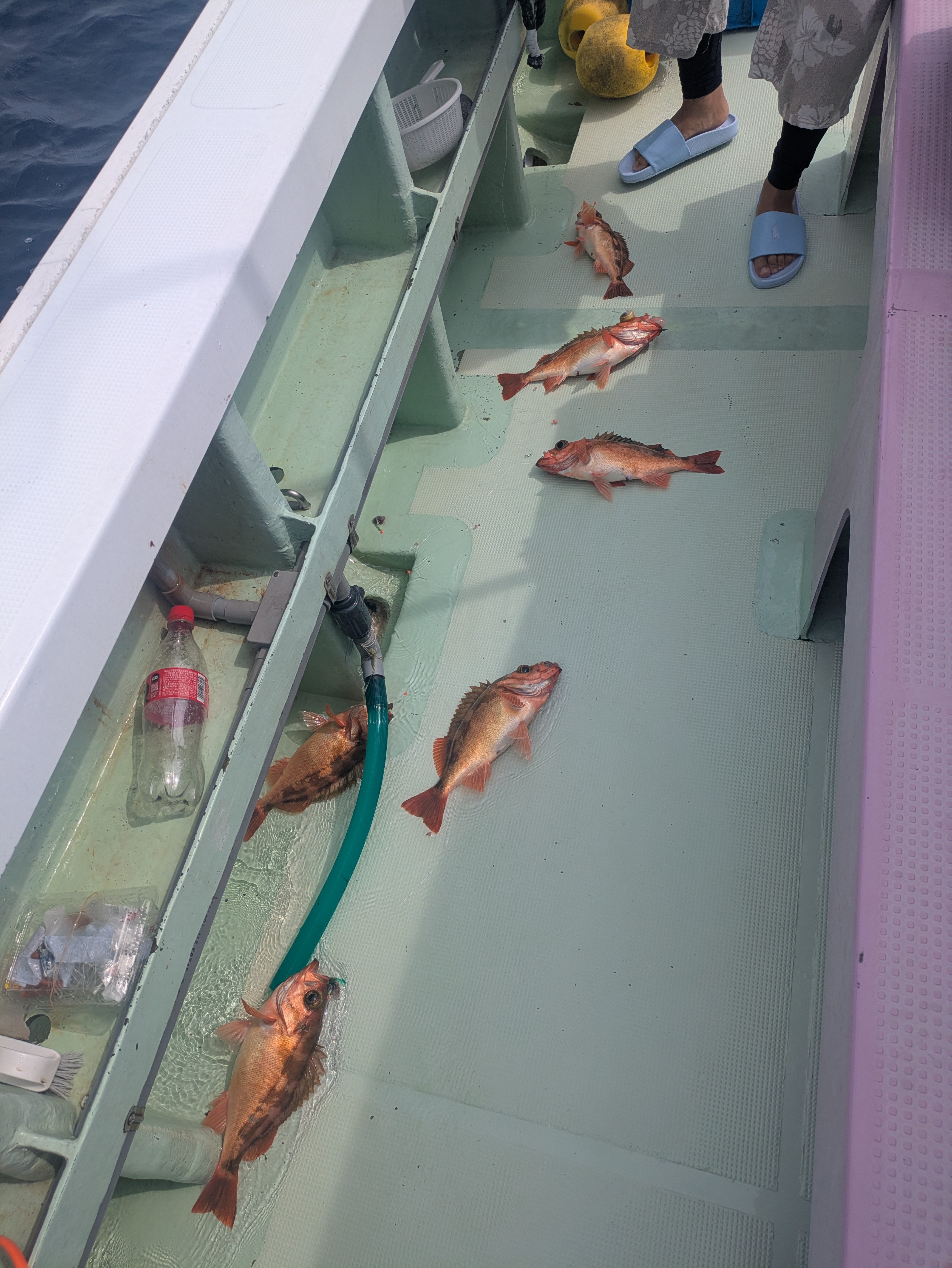 最新釣果情報