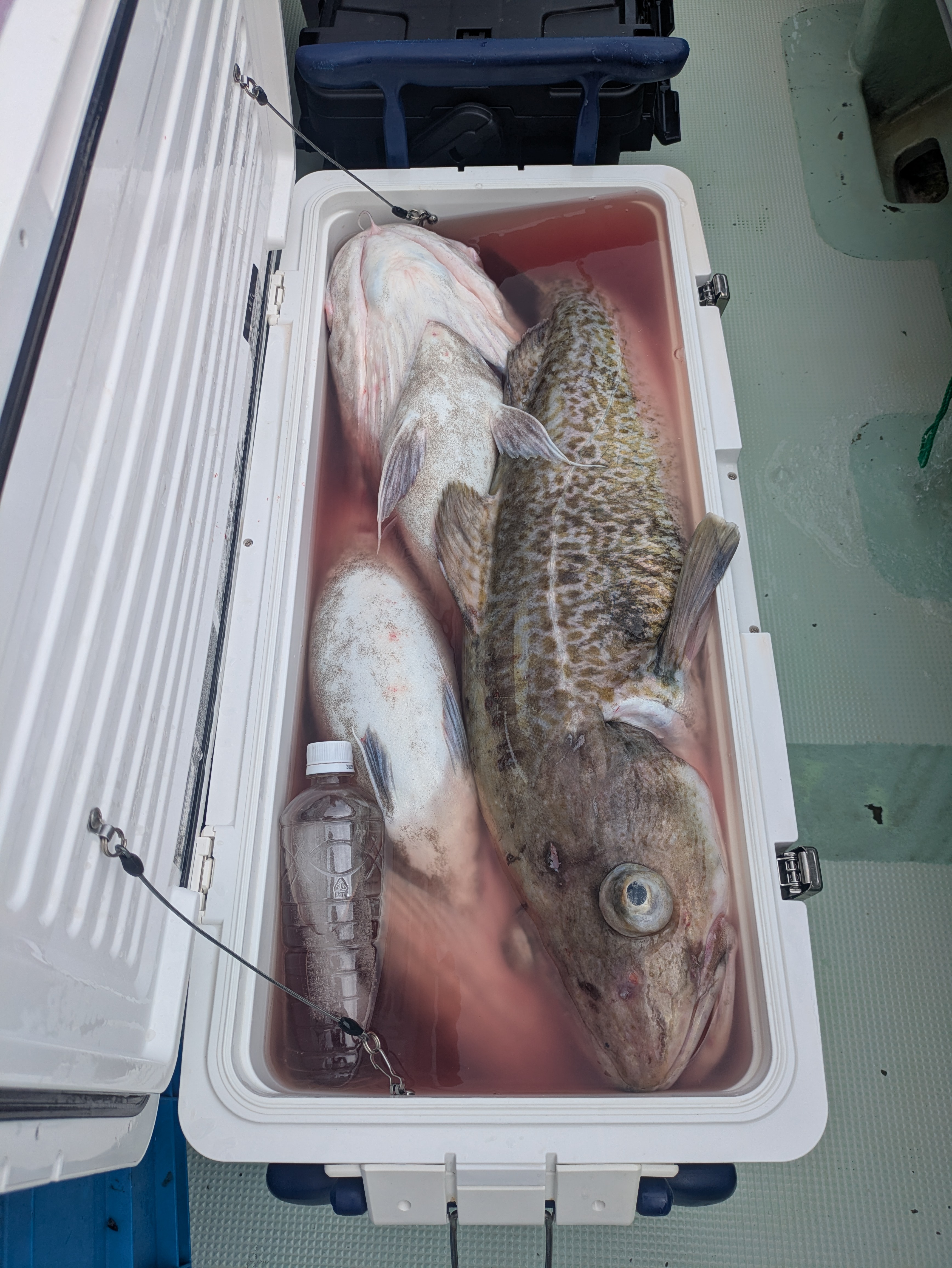 最新釣果情報