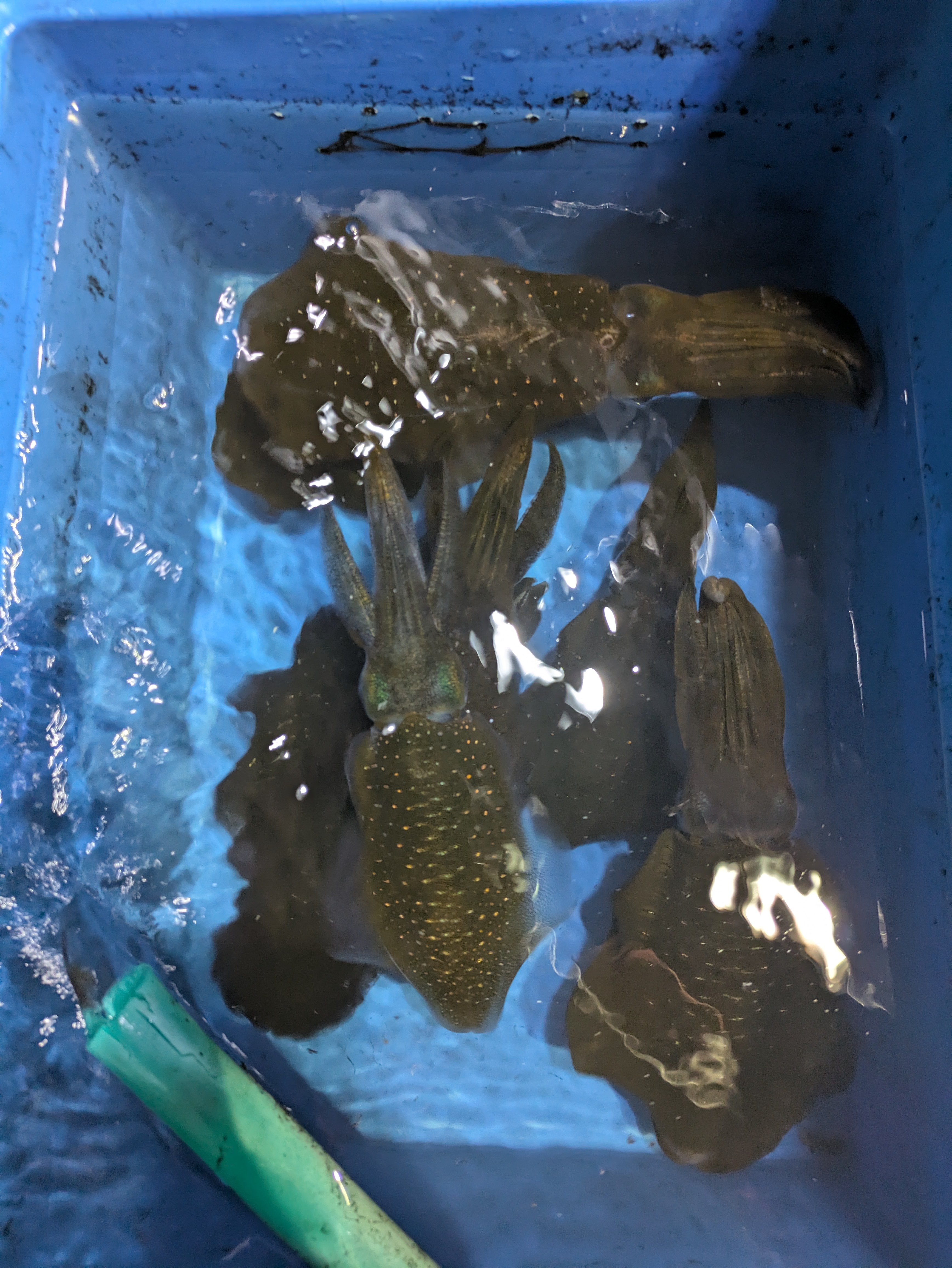最新釣果情報