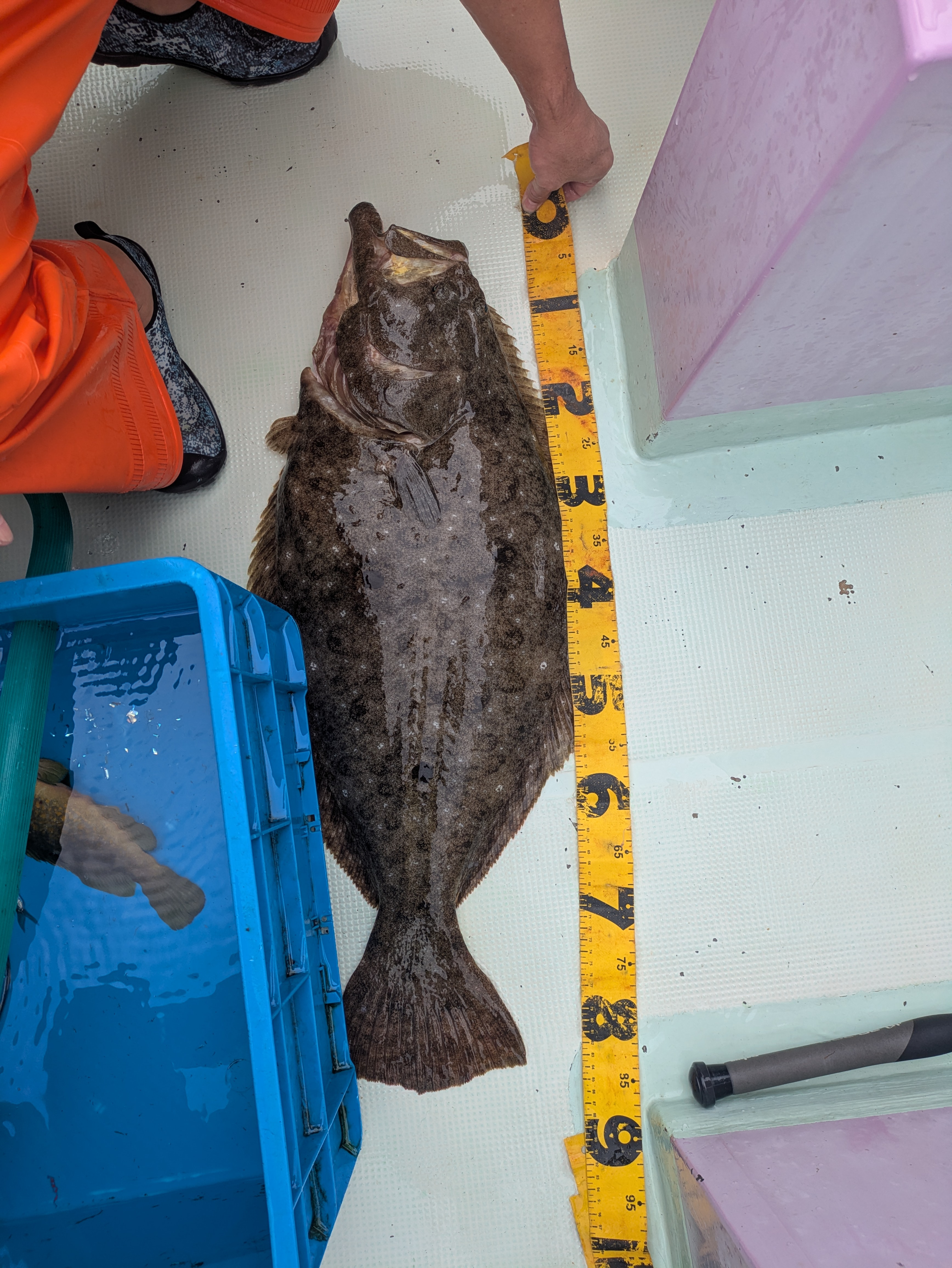 最新釣果情報