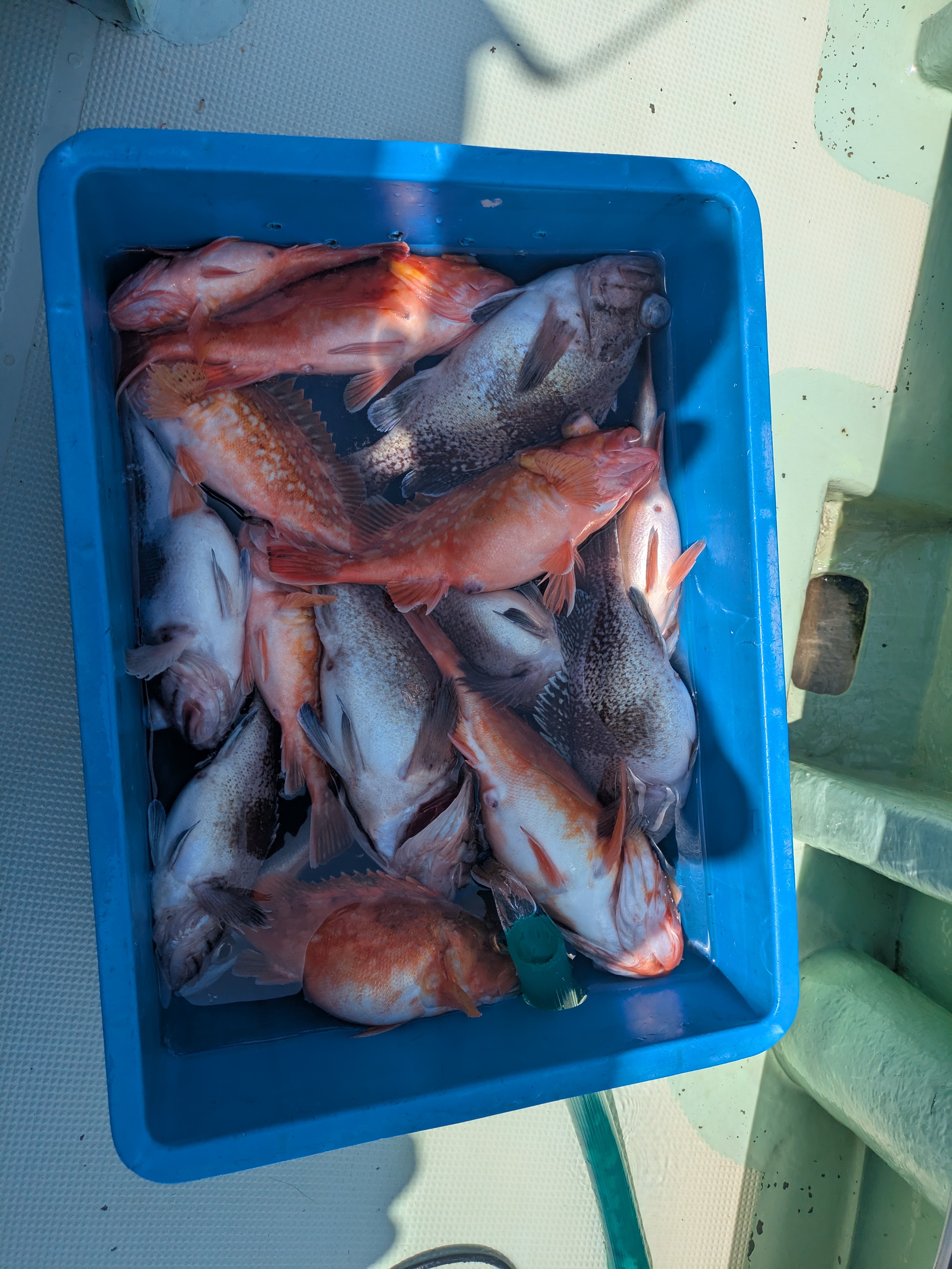 最新釣果情報