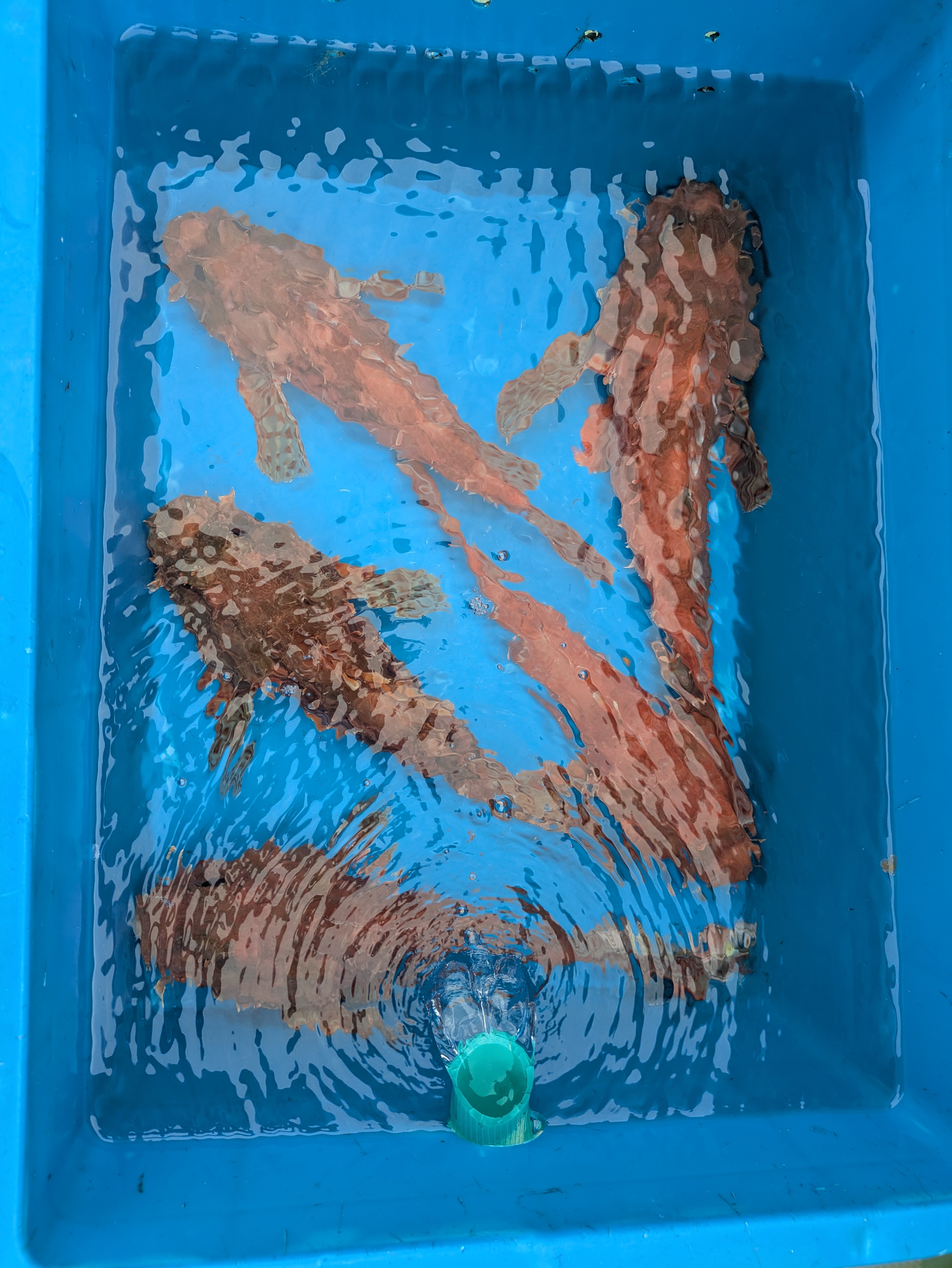 最新釣果情報