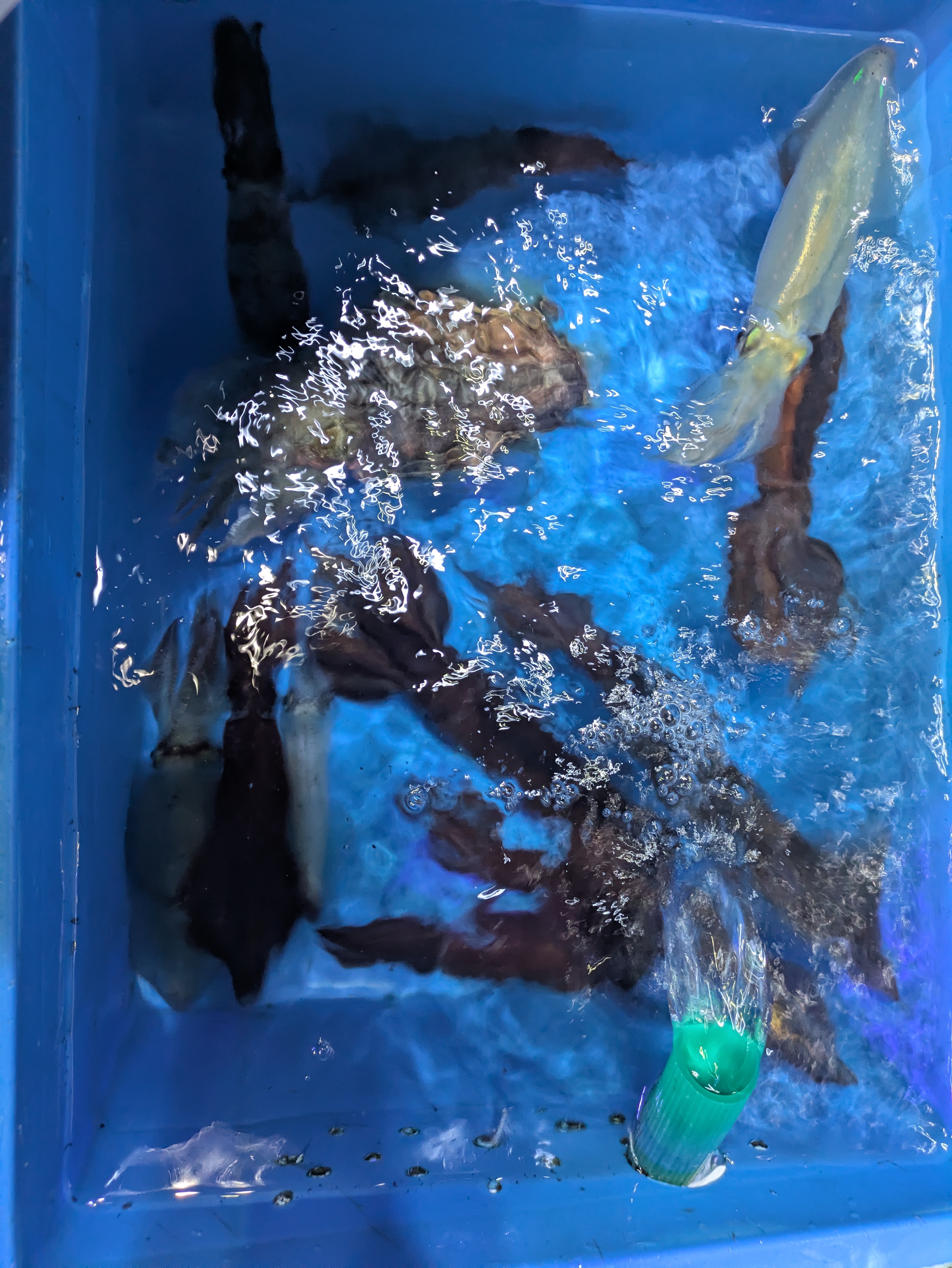 最新釣果情報
