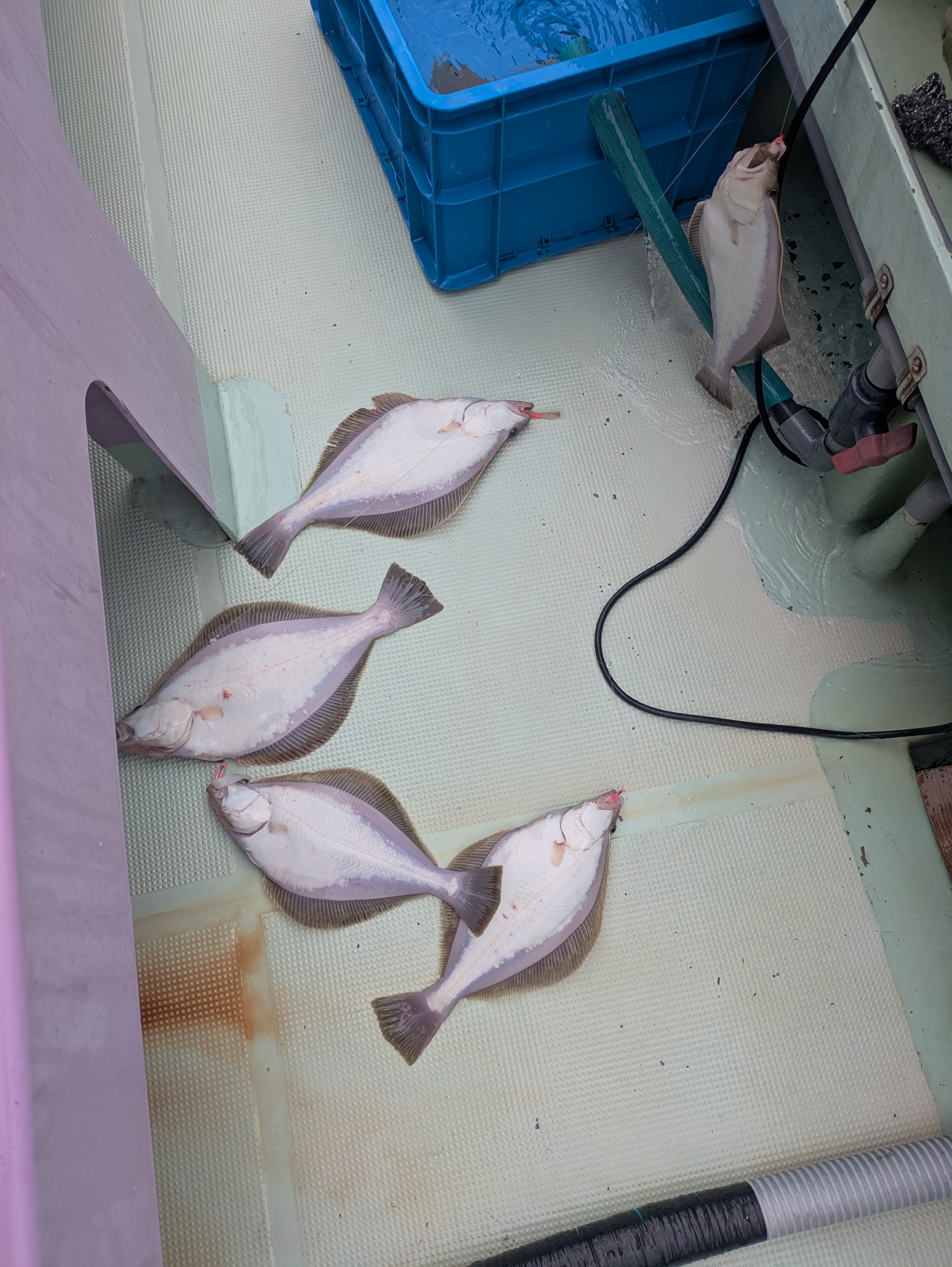 最新釣果情報