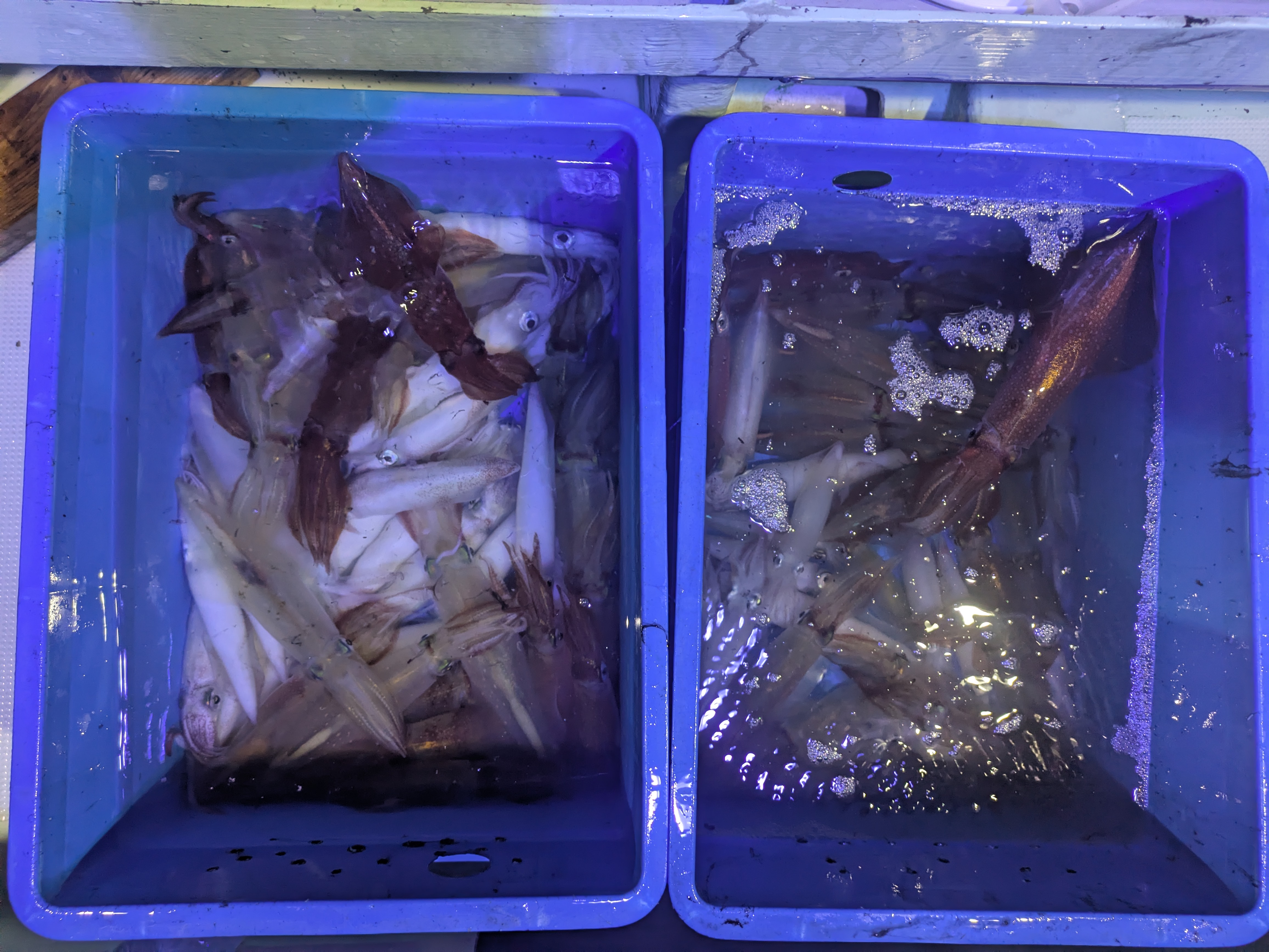 最新釣果情報
