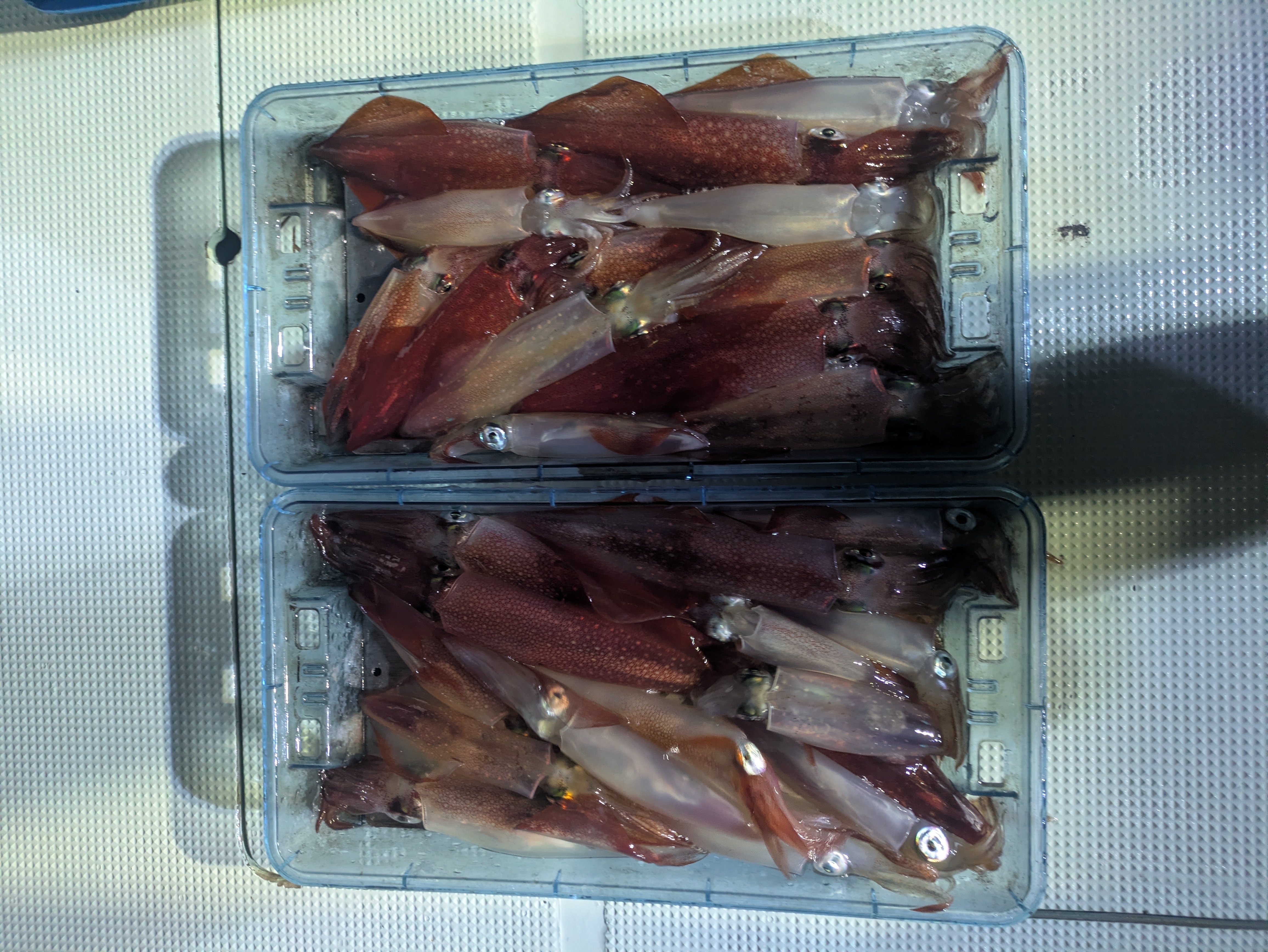 最新釣果情報