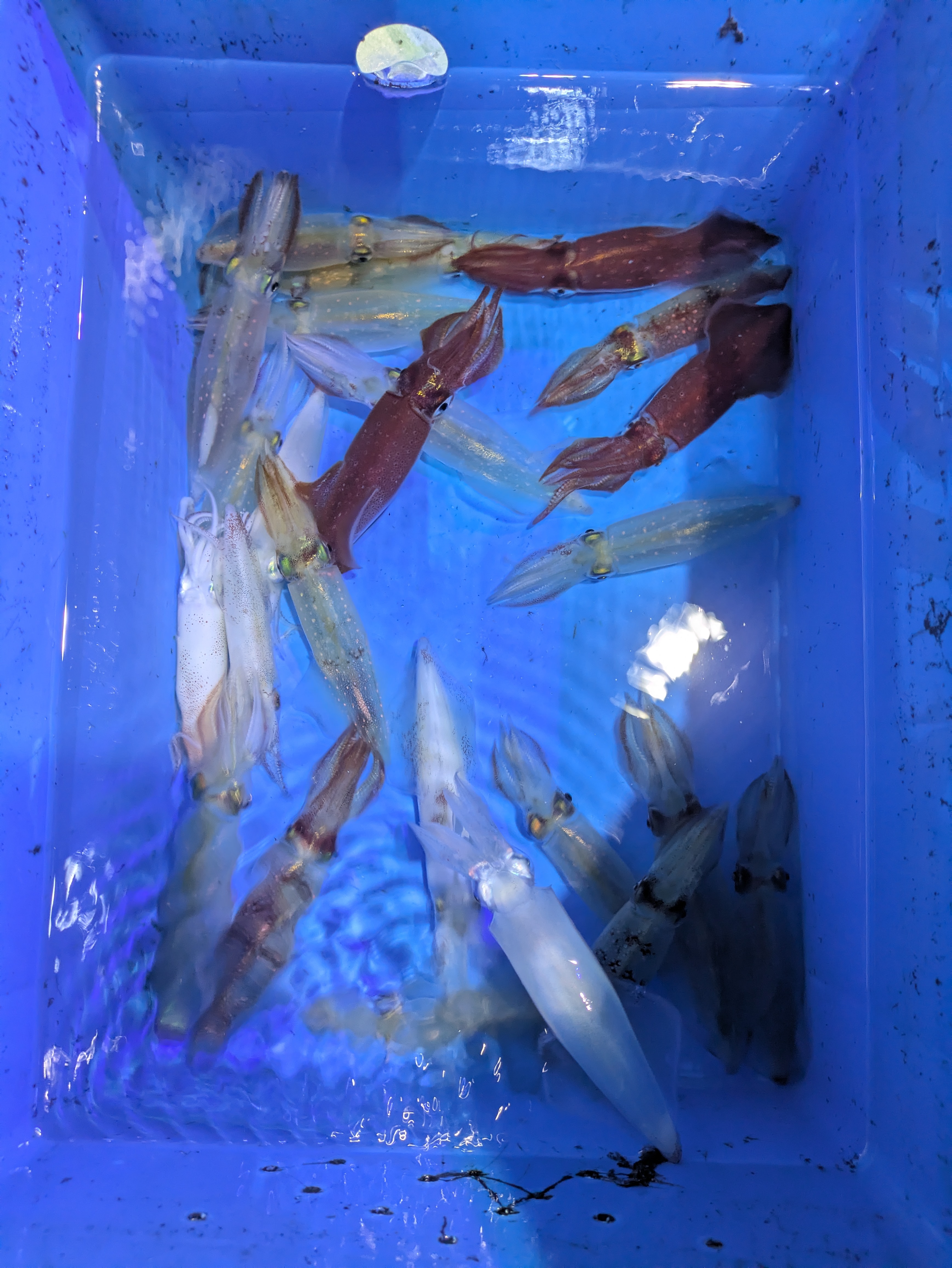 最新釣果情報