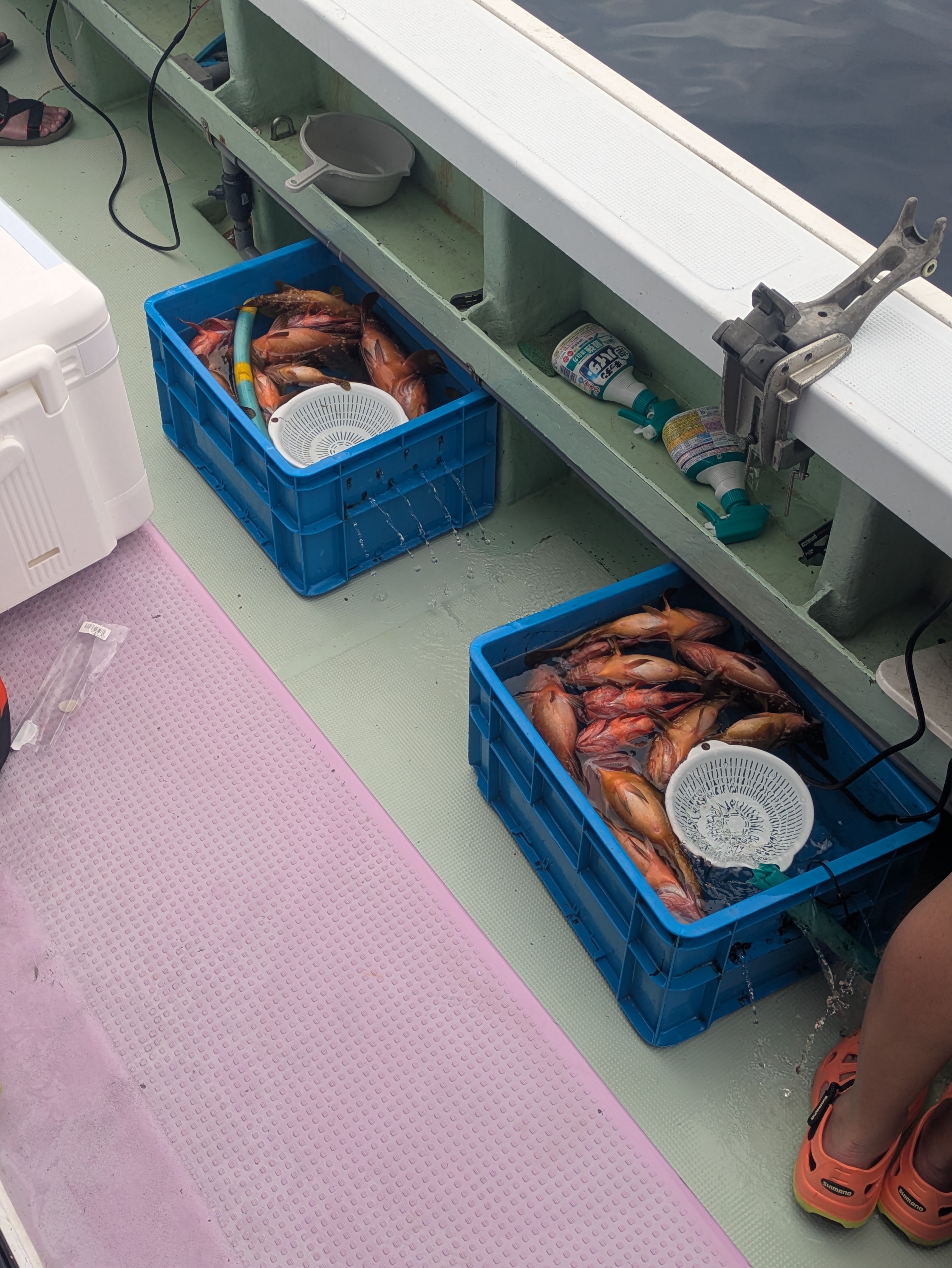 最新釣果情報