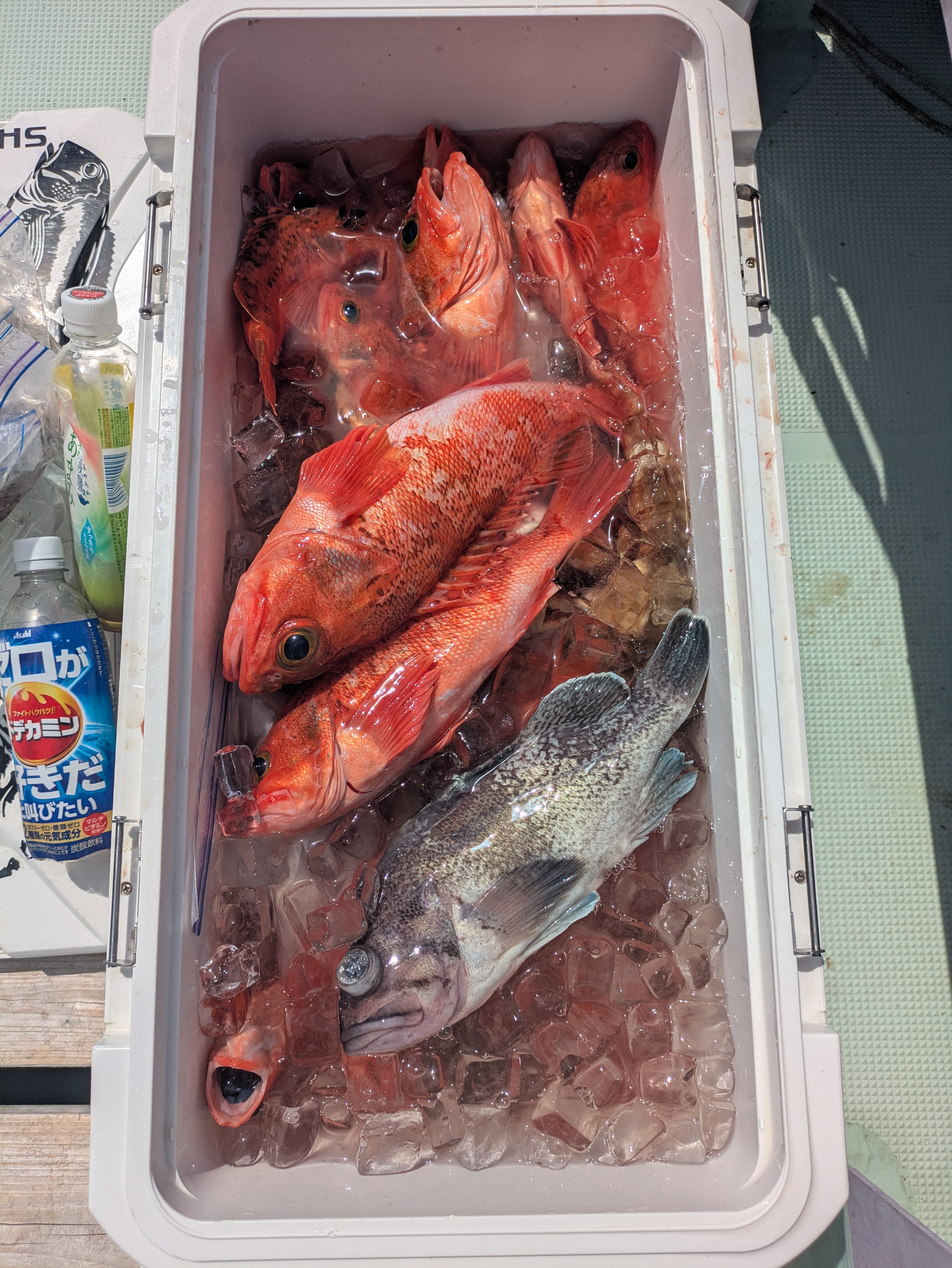 最新釣果情報
