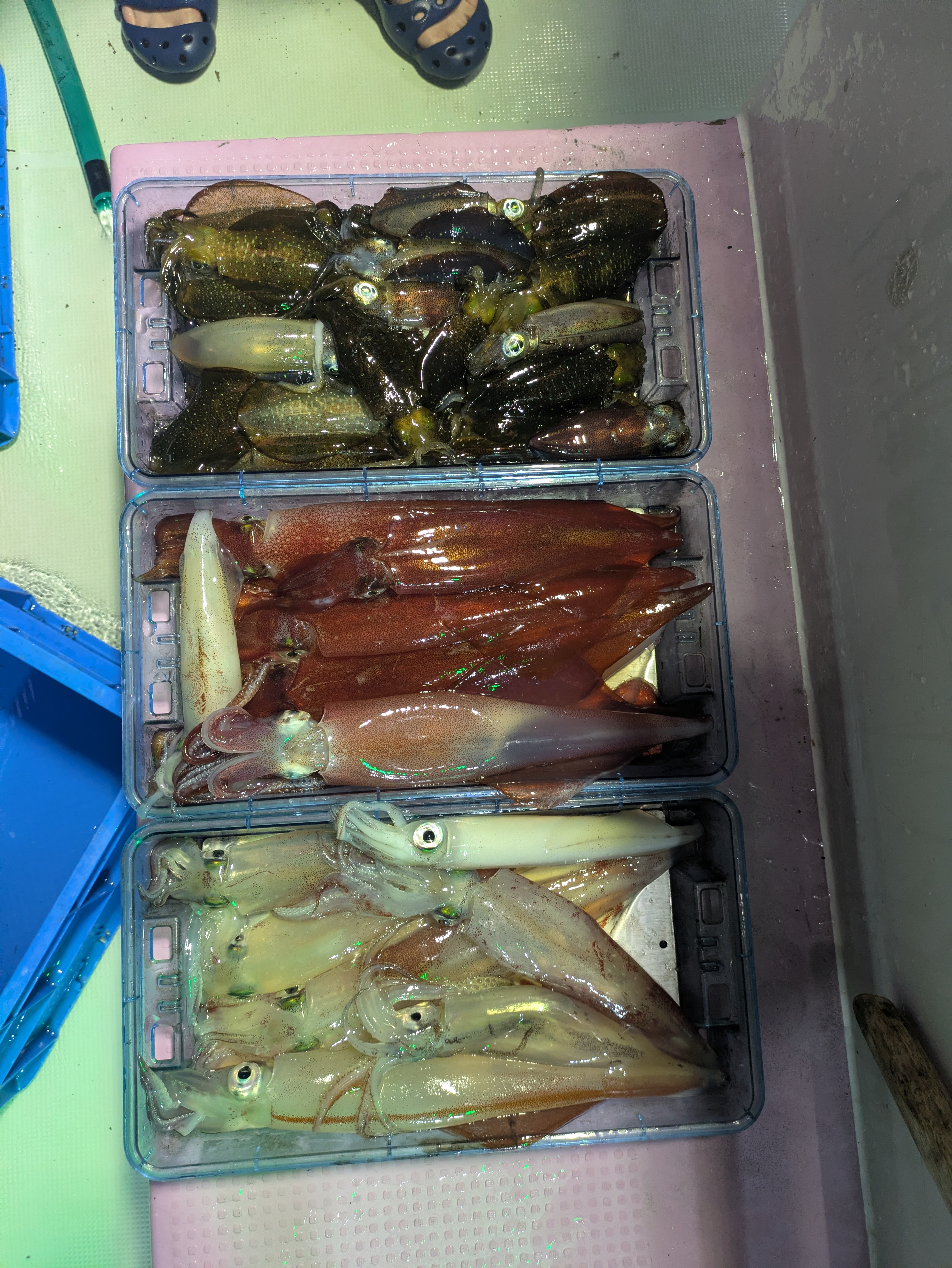 最新釣果情報