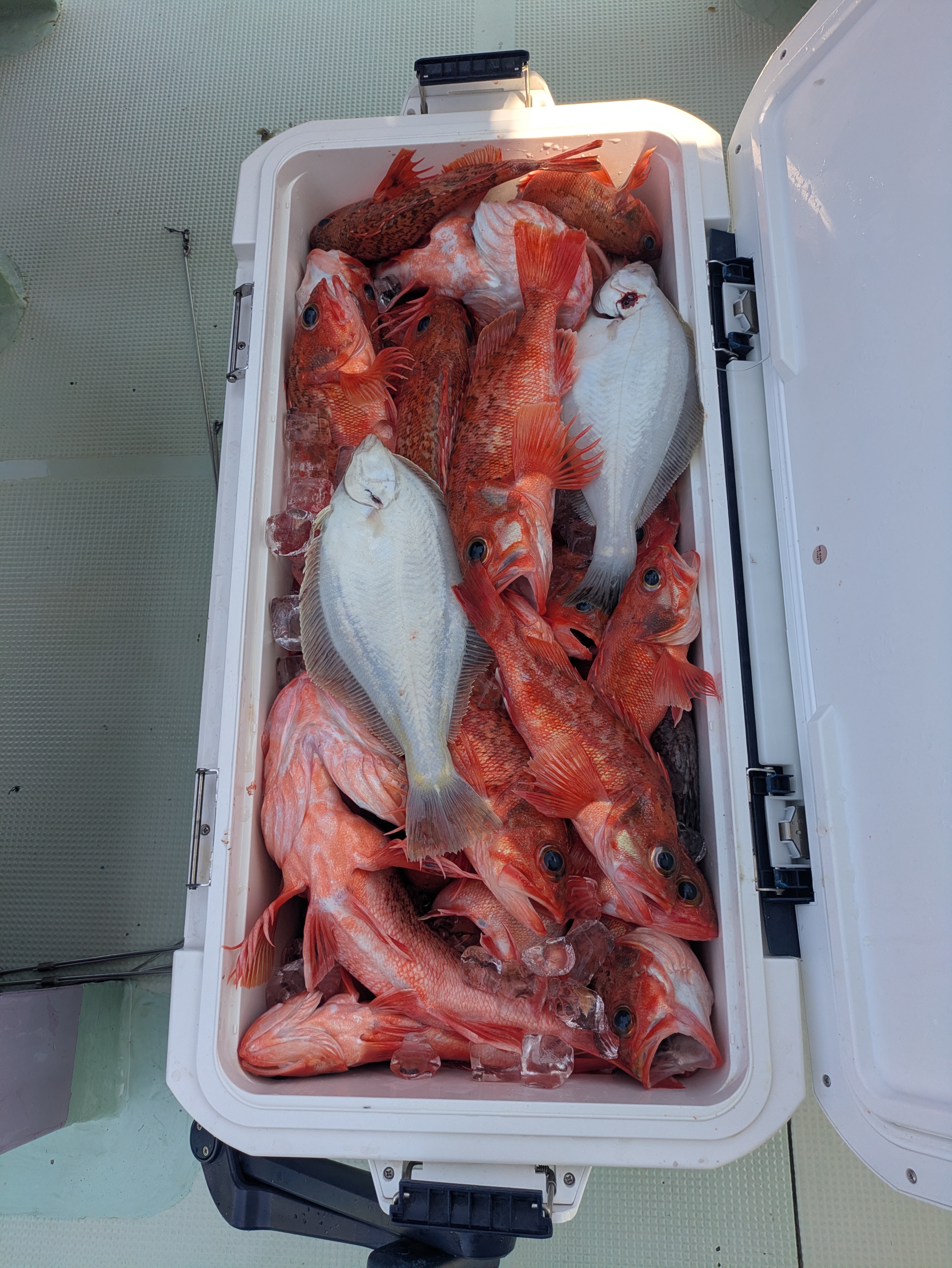 最新釣果情報