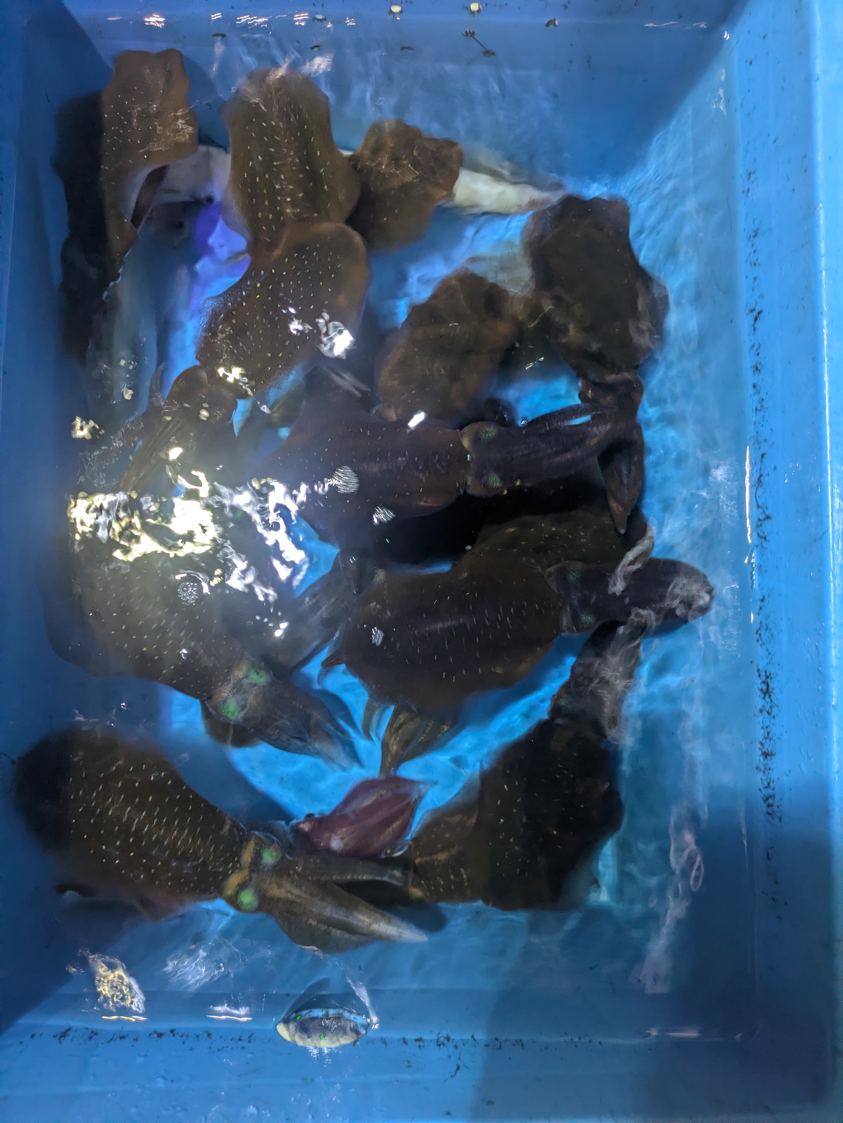 最新釣果情報