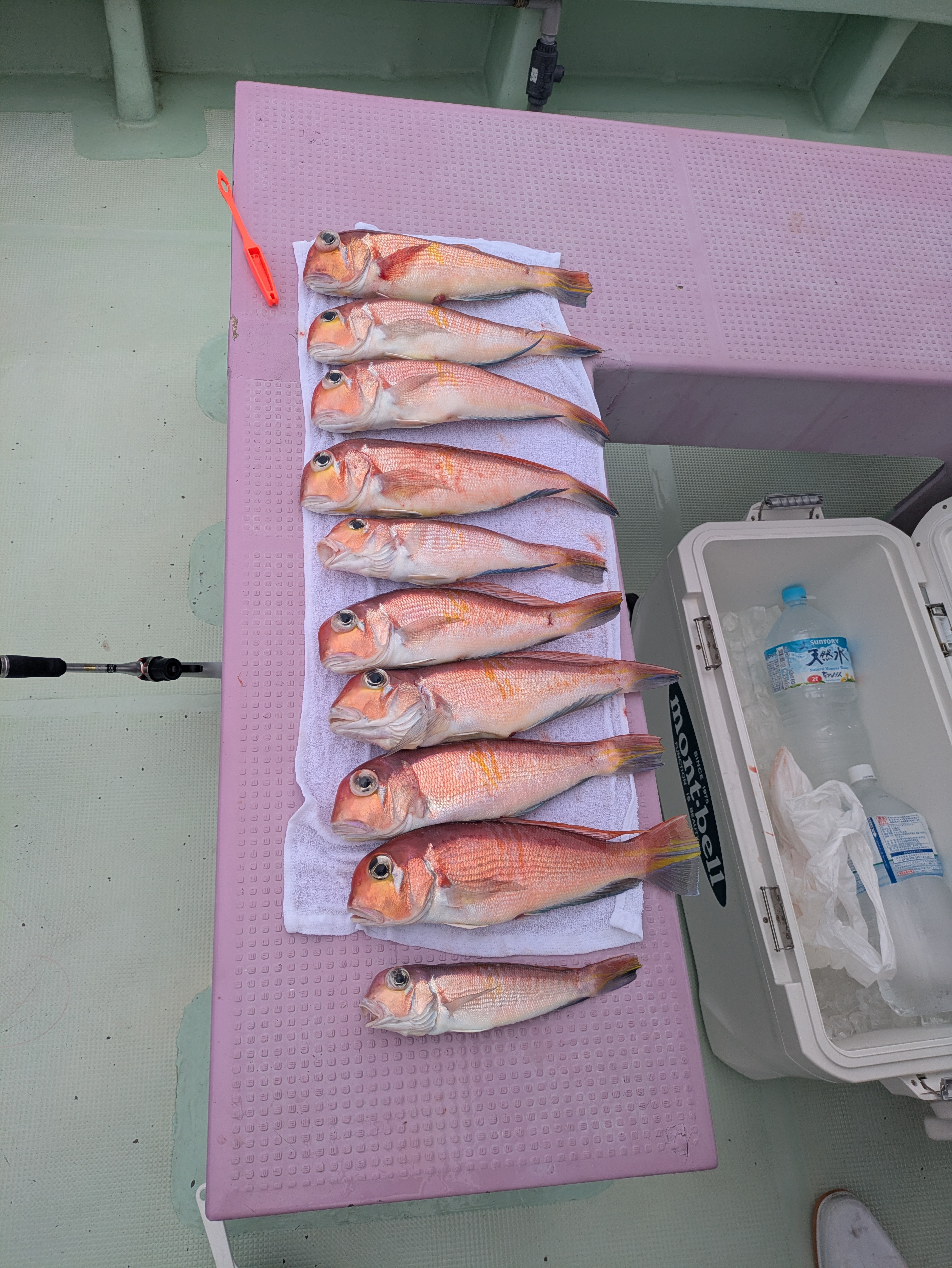 最新釣果情報