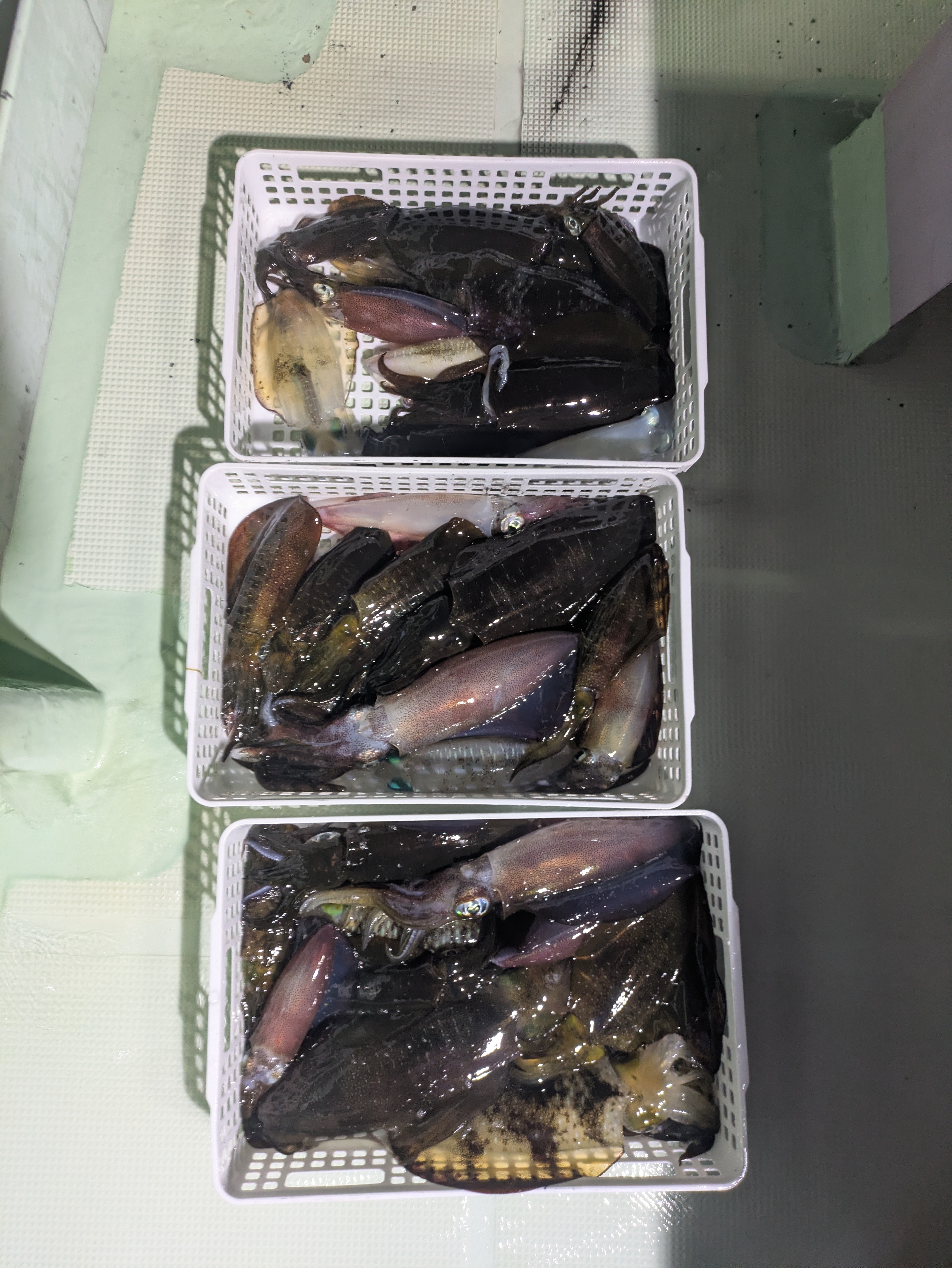 最新釣果情報