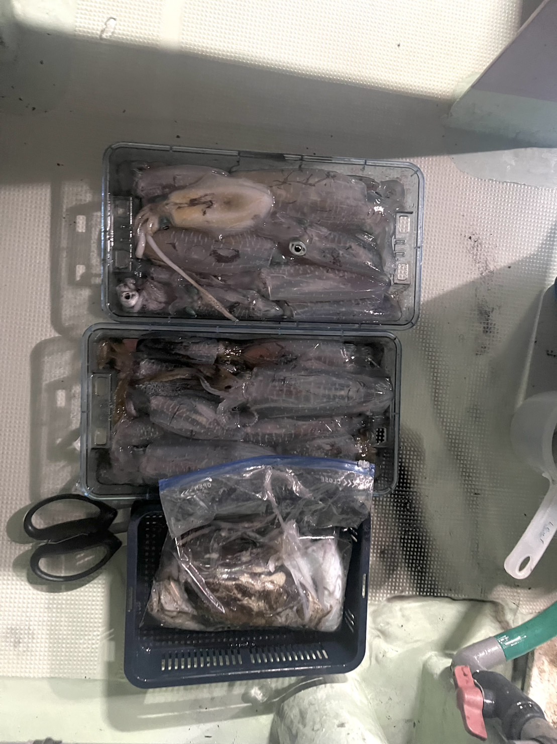 最新釣果情報