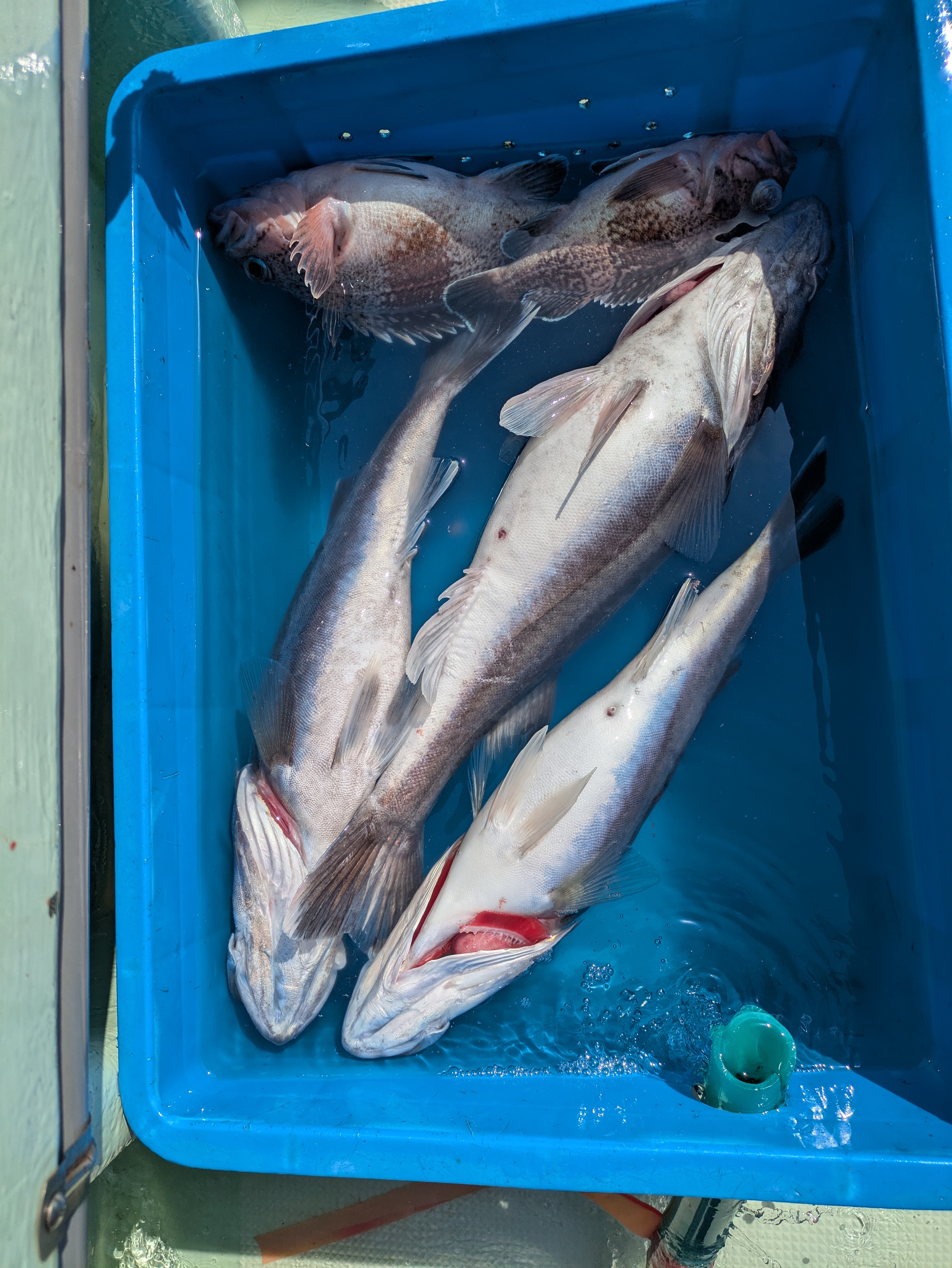 R7年4月7日 - 最新釣果情報